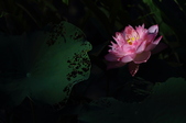 Enlarge photo 35