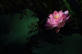 Enlarge photo 34