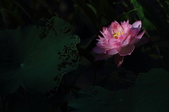 Enlarge photo 33