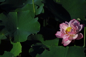Enlarge photo 218