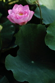 Enlarge photo 217
