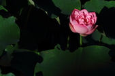 Enlarge photo 216