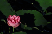 Enlarge photo 215