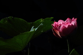 Enlarge photo 214