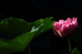Enlarge photo 212