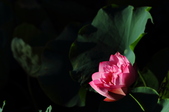 Enlarge photo 210