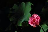 Enlarge photo 208