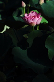 Enlarge photo 207