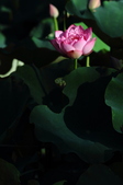 Enlarge photo 206