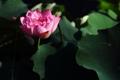 Enlarge photo 205