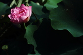 Enlarge photo 204