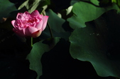 Enlarge photo 203