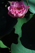 Enlarge photo 200