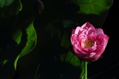 Enlarge photo 197