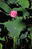 Enlarge photo 198