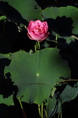 Enlarge photo 195