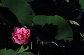 Enlarge photo 196