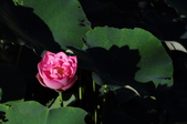 Enlarge photo 194