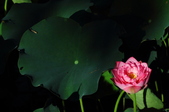 Enlarge photo 193