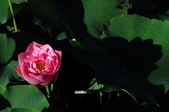 Enlarge photo 192