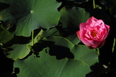 Enlarge photo 189