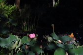 Enlarge photo 190