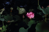 Enlarge photo 188