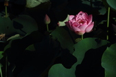 Enlarge photo 187