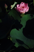 Enlarge photo 186