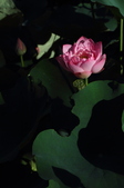 Enlarge photo 185