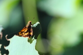 Enlarge photo 183