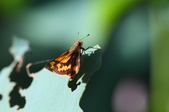 Enlarge photo 182