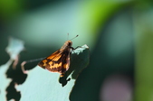 Enlarge photo 181