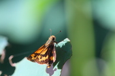 Enlarge photo 179