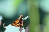Enlarge photo 178