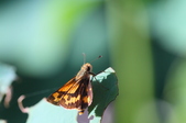 Enlarge photo 175