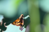Enlarge photo 176