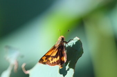 Enlarge photo 174
