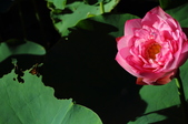 Enlarge photo 171