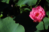 Enlarge photo 170