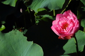 Enlarge photo 169
