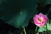 Enlarge photo 165