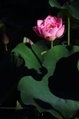 Enlarge photo 166