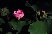 Enlarge photo 162