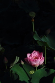 Enlarge photo 160