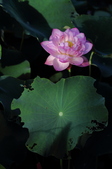 Enlarge photo 159