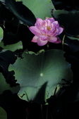 Enlarge photo 157