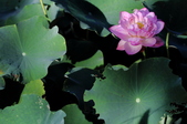 Enlarge photo 156