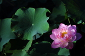 Enlarge photo 155