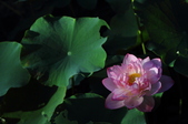 Enlarge photo 153